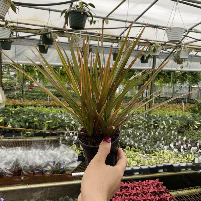 Gabriella Plants Dracaena 4" Dracaena marginata 'Bicolor'
