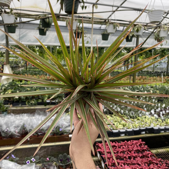Gabriella Plants Dracaena 4" Dracaena marginata 'Bicolor'