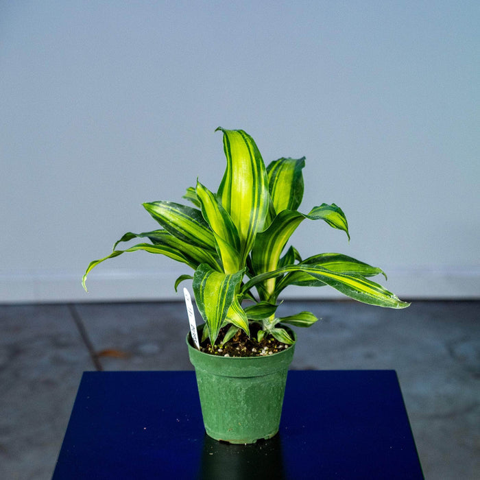 Gabriella Plants Other 4" Dracaena massangeana 'Marley'