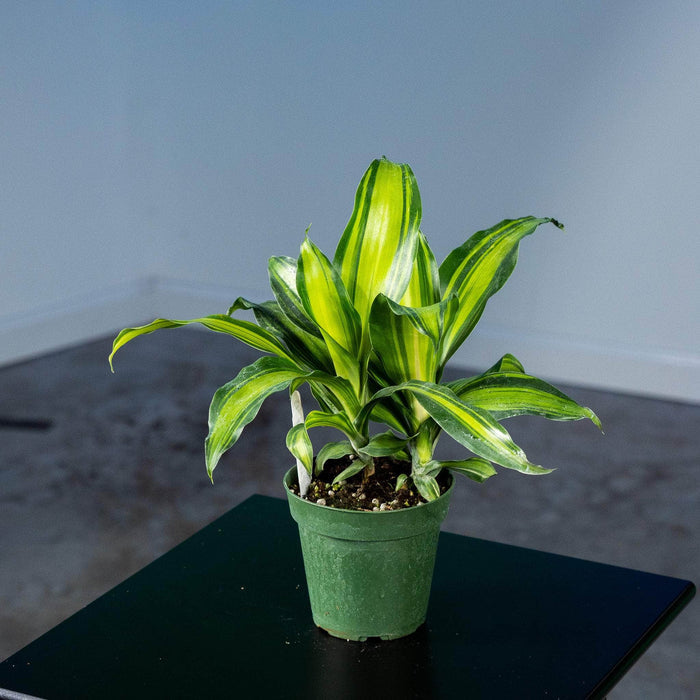 Gabriella Plants Other 4" Dracaena massangeana 'Marley'