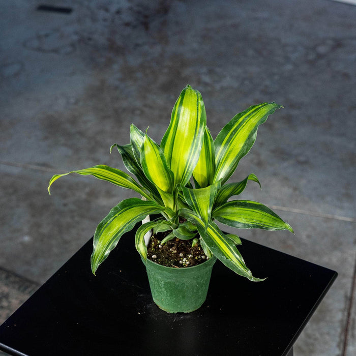 Gabriella Plants Other 4" Dracaena massangeana 'Marley'