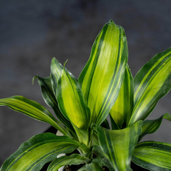 Gabriella Plants Other 4" Dracaena massangeana 'Marley'