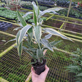 Gabriella Plants Dracaena 4" Dracaena sanderiana 'Variegata'