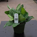 Gabriella Plants Other 4" Dracaena surculosa 'Florida Beauty'