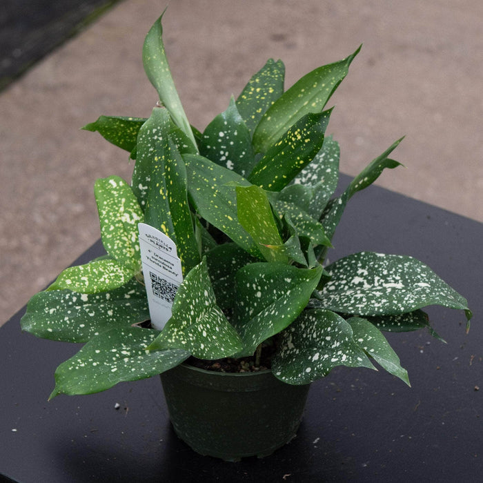 Gabriella Plants Other 4" Dracaena surculosa 'Florida Beauty'