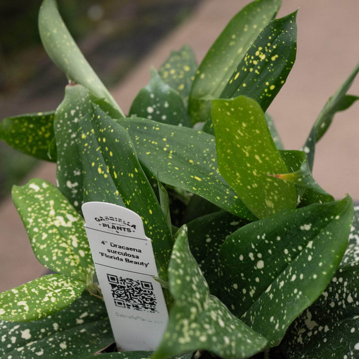 Gabriella Plants Other 4" Dracaena surculosa 'Florida Beauty'