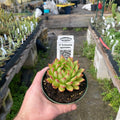 Gabriella Plants Succulent/Cactus 4" Echeveria agavoides