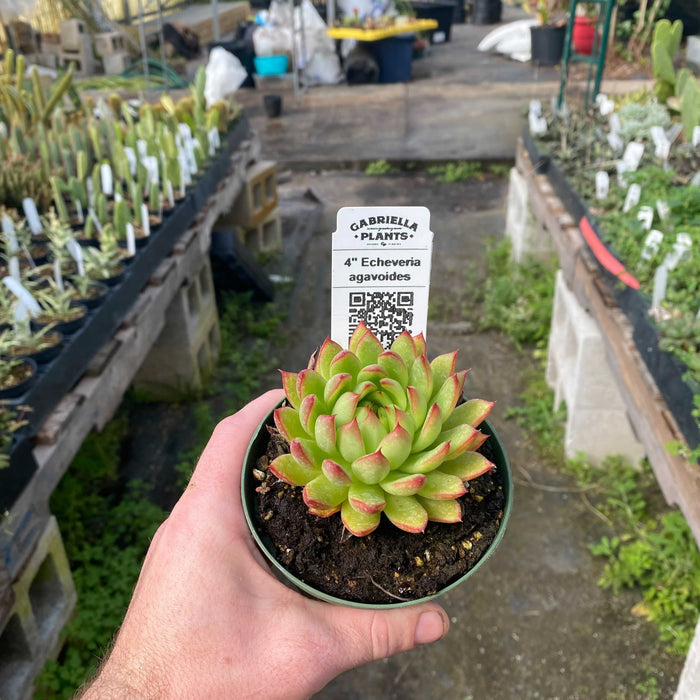 Gabriella Plants Succulent/Cactus 4" Echeveria agavoides