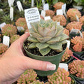 Gabriella Plants Succulent/Cactus 4" Echeveria purpusorum