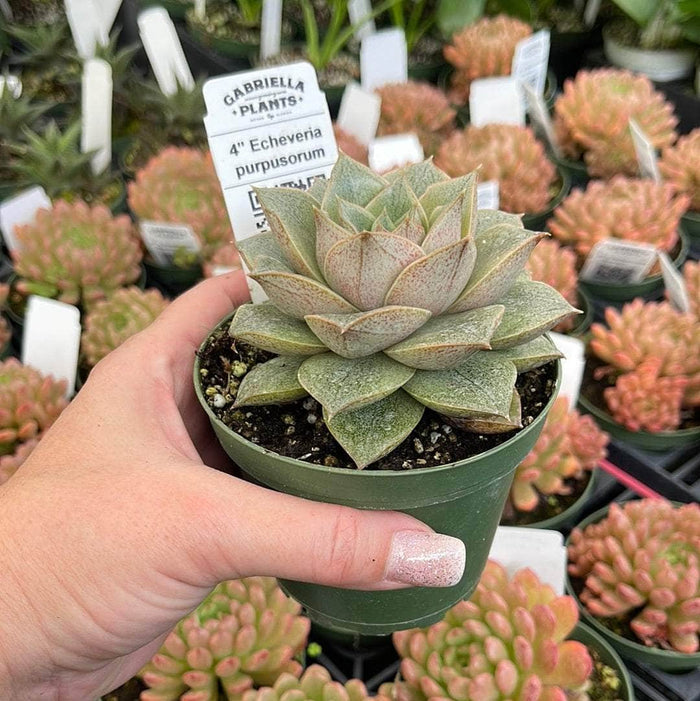 Gabriella Plants Succulent/Cactus 4" Echeveria purpusorum