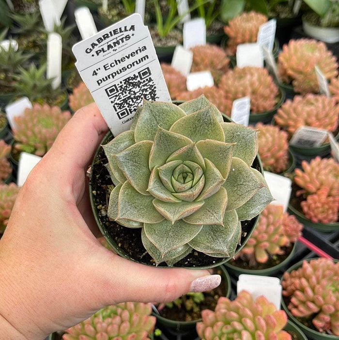 Gabriella Plants Succulent/Cactus 4" Echeveria purpusorum