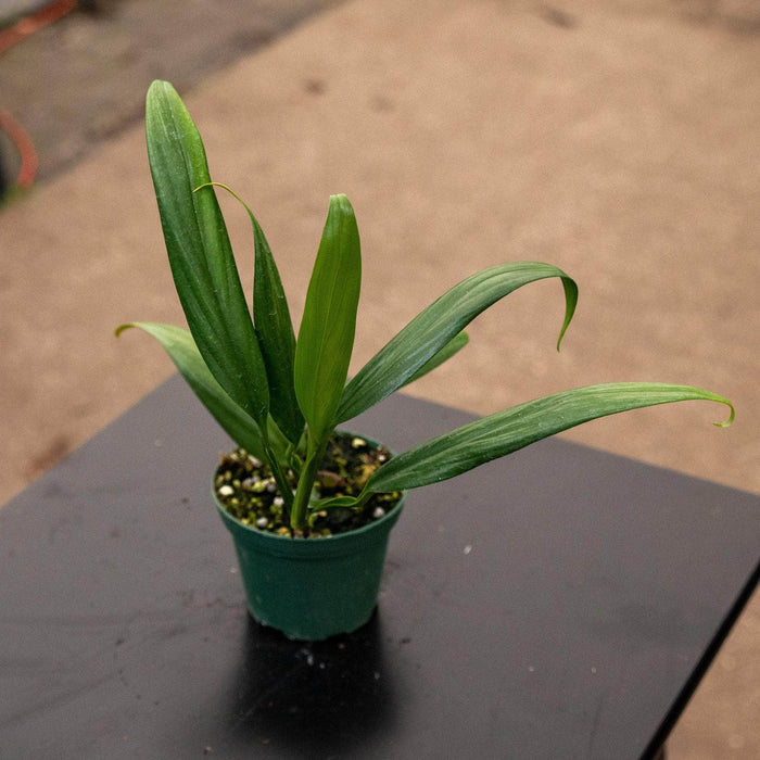 Gabriella Plants Other 3" Epipremnum amplissimum