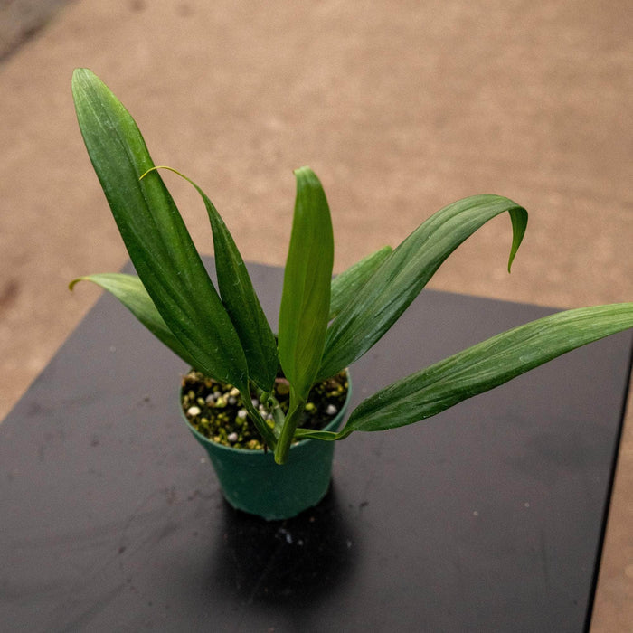 Gabriella Plants Other 3" Epipremnum amplissimum
