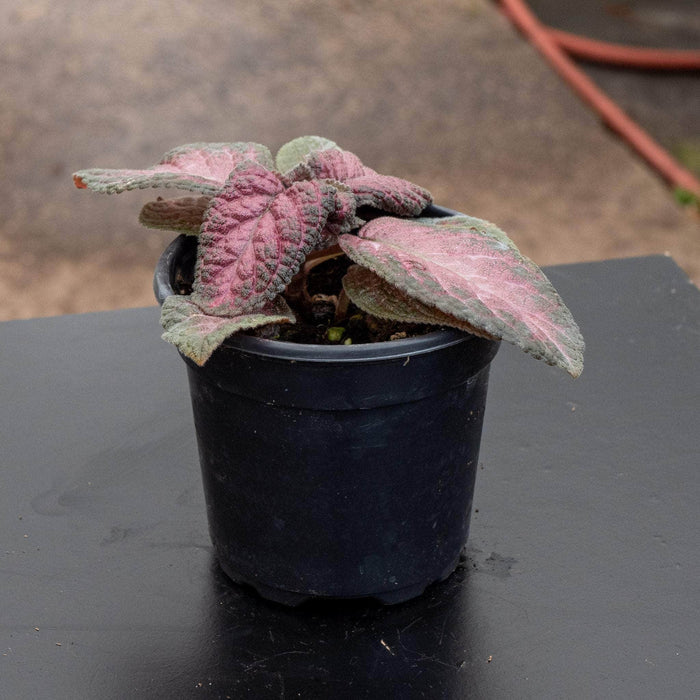 Gabriella Plants Other 4" Episcia Grower's Choice