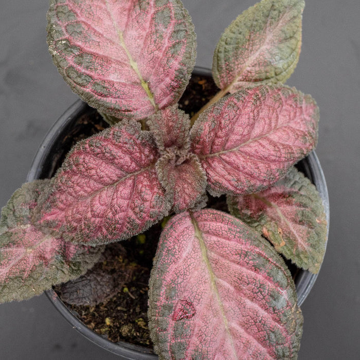 Gabriella Plants Other 4" Episcia Grower's Choice