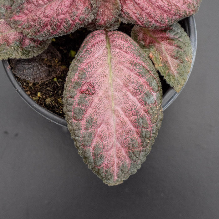 Gabriella Plants Other 4" Episcia Grower's Choice