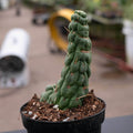 Gabriella Plants Succulent/Cactus f. varispiralis (monstrose form) Eulychnia castanea "Unicorn Cactus"