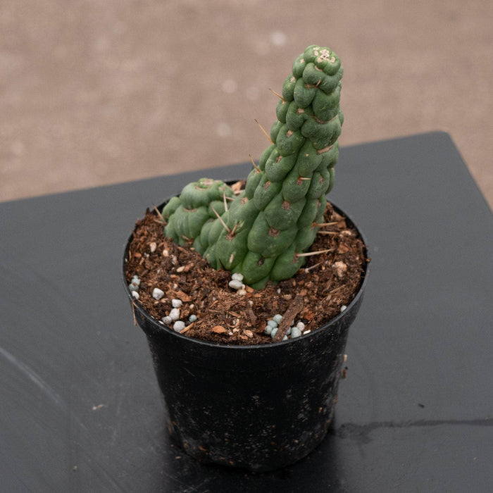 Gabriella Plants Succulent/Cactus Eulychnia castanea "Unicorn Cactus"