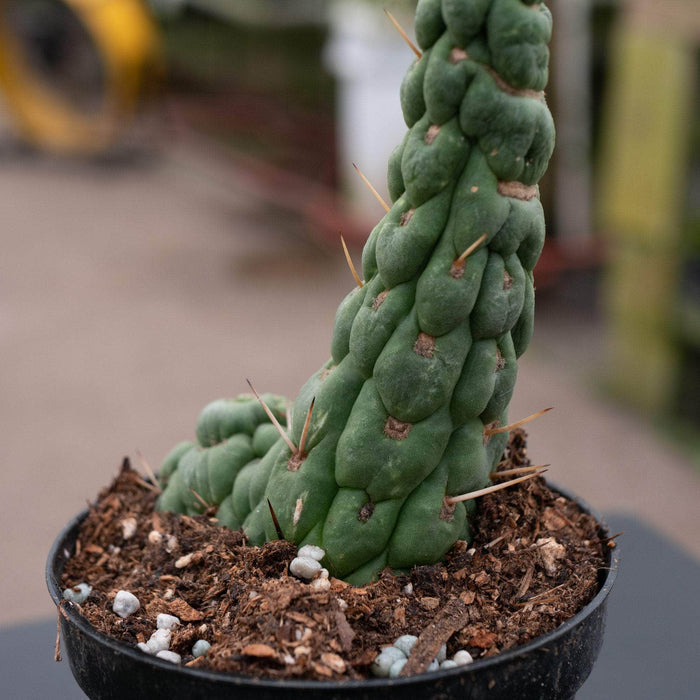 Gabriella Plants Succulent/Cactus Eulychnia castanea "Unicorn Cactus"