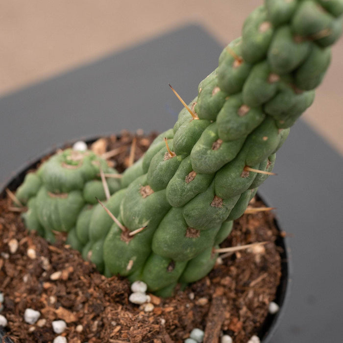 Gabriella Plants Succulent/Cactus Eulychnia castanea "Unicorn Cactus"