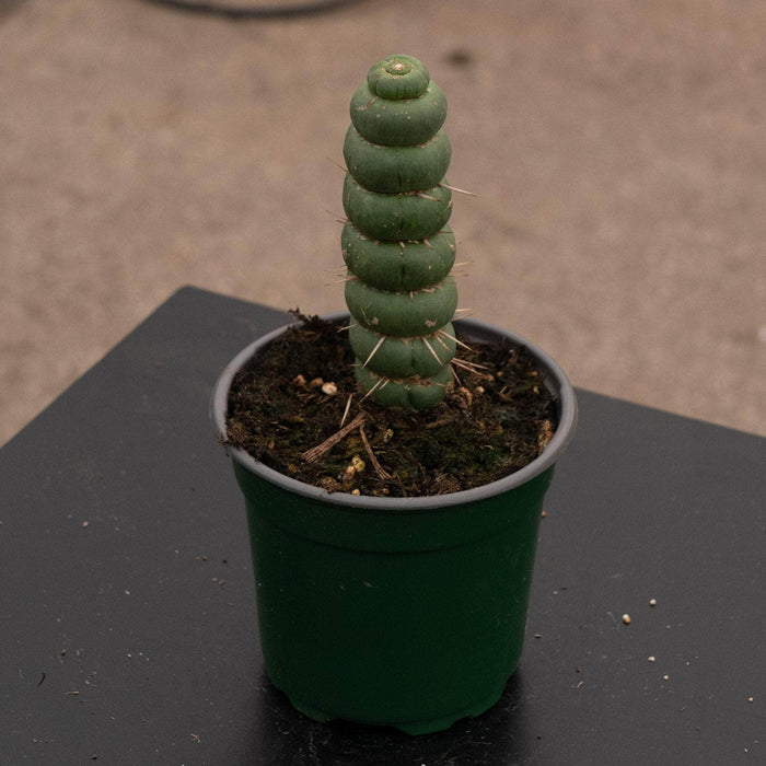 Gabriella Plants Succulent/Cactus Eulychnia castanea "Unicorn Cactus"