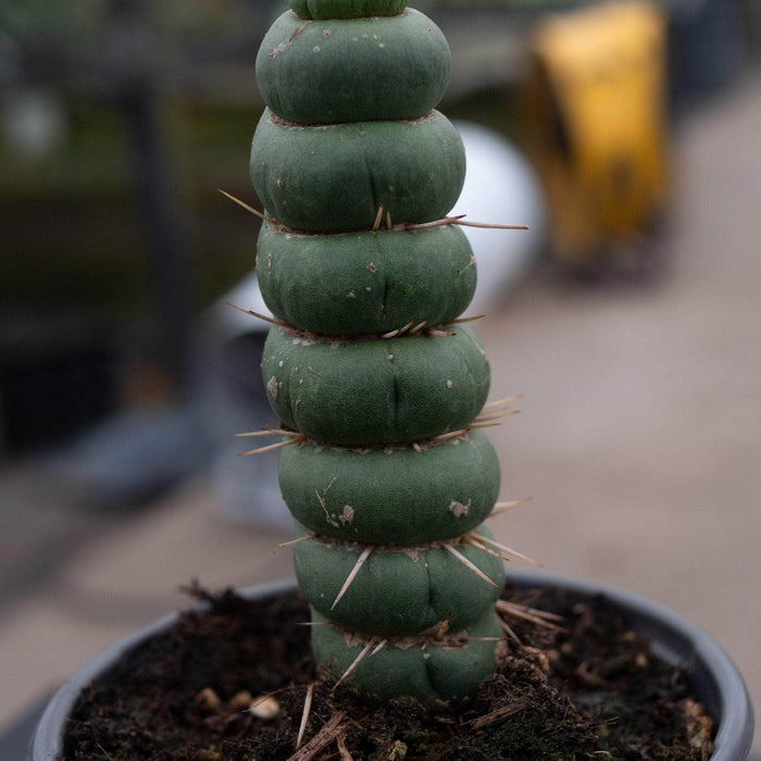 Gabriella Plants Succulent/Cactus Eulychnia castanea "Unicorn Cactus"