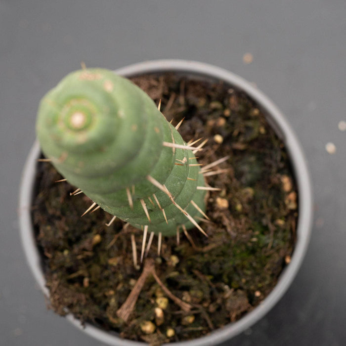 Gabriella Plants Succulent/Cactus Eulychnia castanea "Unicorn Cactus"
