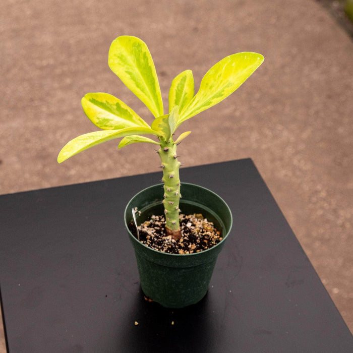 Gabriella Plants 4” Euphorbia drupifera 'Variegata'