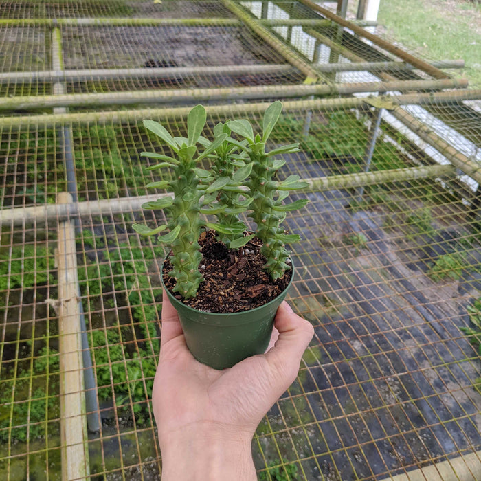 Gabriella Plants Other 4" Euphorbia guentheri