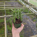 Gabriella Plants Other 4" Euphorbia guentheri