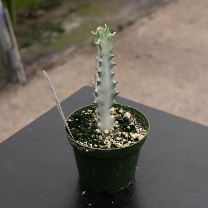 Gabriella Plants Tradescantia 4" Euphorbia lactea Variegated 'Dragon Bones' 'White Ghost'