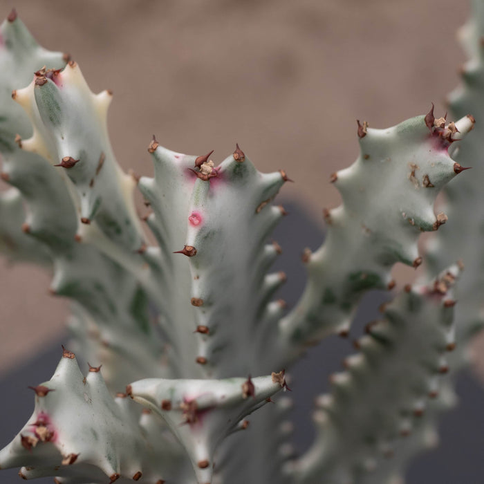 Gabriella Plants Tradescantia 4" Euphorbia lactea Variegated 'Dragon Bones' 'White Ghost'