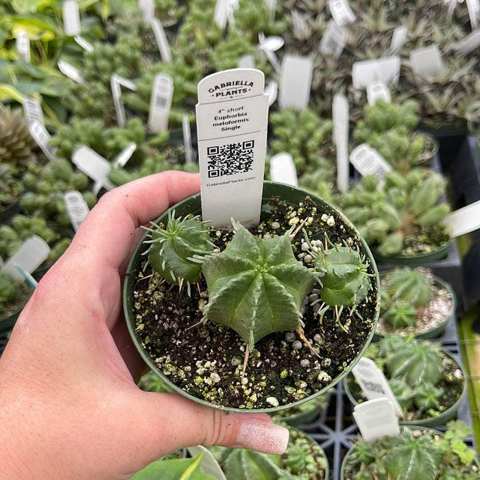 Gabriella Plants Succulent/Cactus 4" Euphorbia meloformis