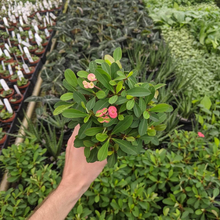 Gabriella Plants Succulent/Cactus 4" Euphorbia milii "Crown of Thorns"