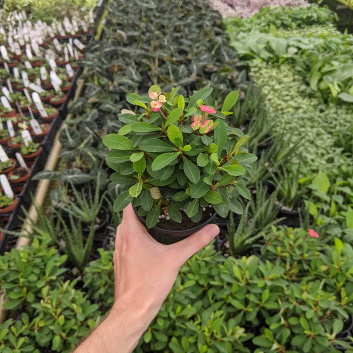 Gabriella Plants Succulent/Cactus 4" Euphorbia milii "Crown of Thorns"