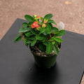 Gabriella Plants Succulent/Cactus 4" Euphorbia milii 'Dwarf Rosie'