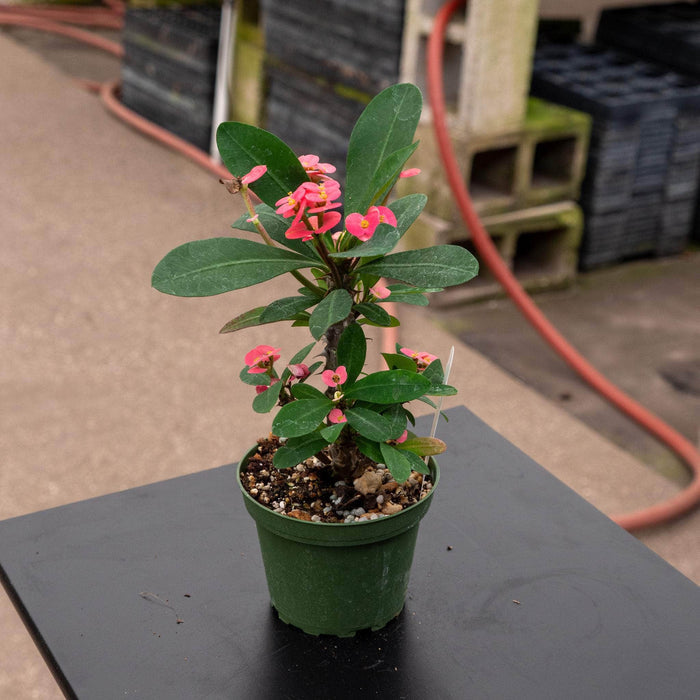 Gabriella Plants Other 4" Euphorbia millii ‘Pink Cadillac’