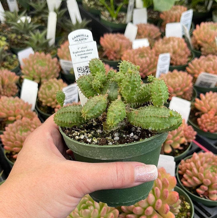 Gabriella Plants Succulent/Cactus 4" Euphorbia obesa f. monstruosa