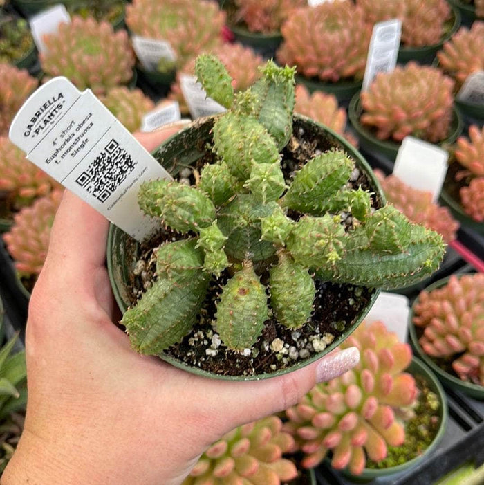 Gabriella Plants Succulent/Cactus 4" Euphorbia obesa f. monstruosa