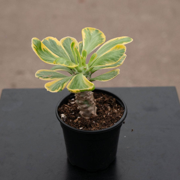Gabriella Plants Succulent/Cactus 4" Euphorbia poissonii variegated