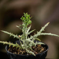 Gabriella Plants Succulent 4" Euphorbia stenoclada