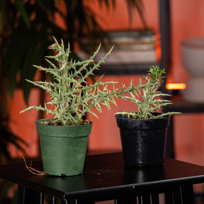 Gabriella Plants Succulent 4" Euphorbia stenoclada