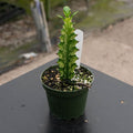 Gabriella Plants Euphorbia 4" Euphorbia trigona 'Mint Creme'