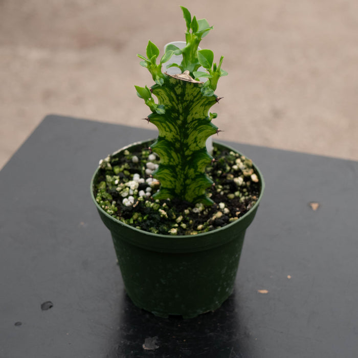 Gabriella Plants Euphorbia 4" Euphorbia trigona 'Mint Creme'