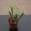 Gabriella Plants Euphorbia 3" Euphorbia tirucalli 'Variegata' 'Fire Sticks'