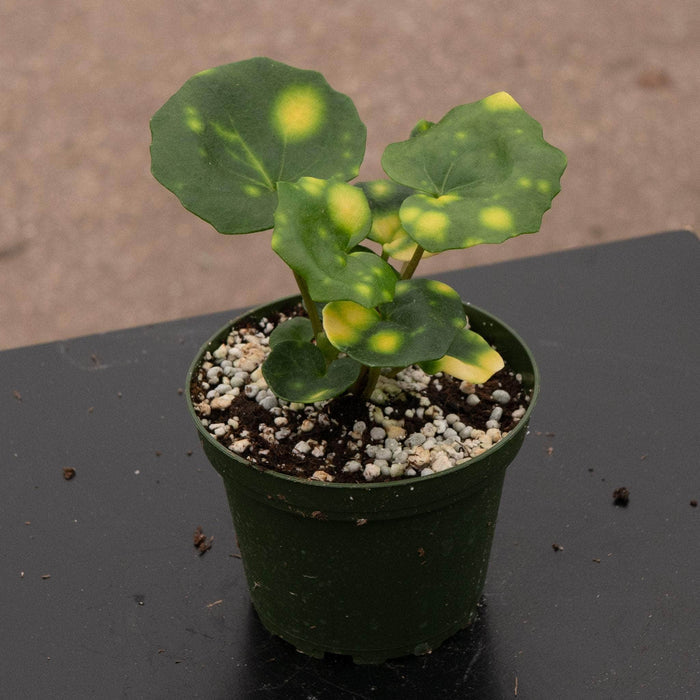 Gabriella Plants Other 4" Farfugium japonicum 'Aureomaculatum' 'Firefly'