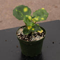 Gabriella Plants Other 4" Farfugium japonicum 'Aureomaculatum' 'Firefly'