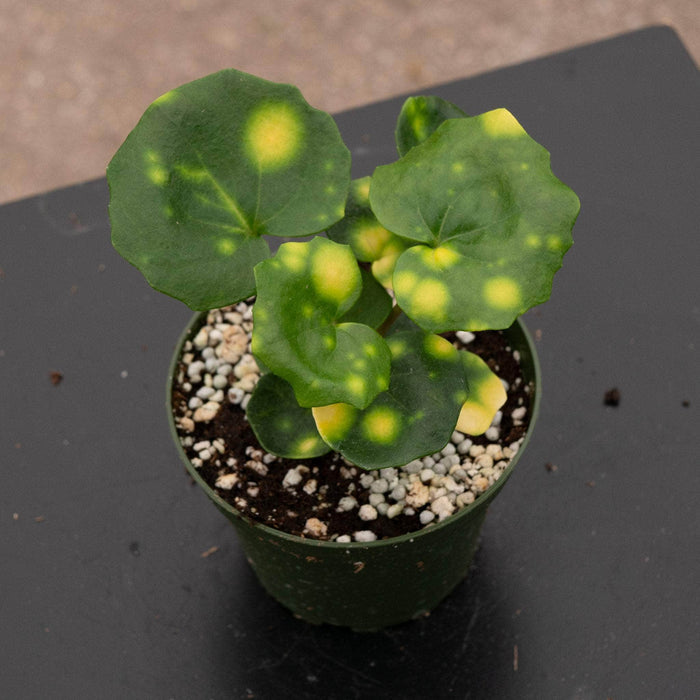 Gabriella Plants Other 4" Farfugium japonicum 'Aureomaculatum' 'Firefly'
