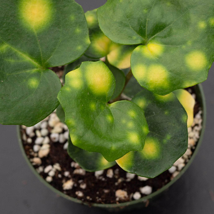 Gabriella Plants Other 4" Farfugium japonicum 'Aureomaculatum' 'Firefly'