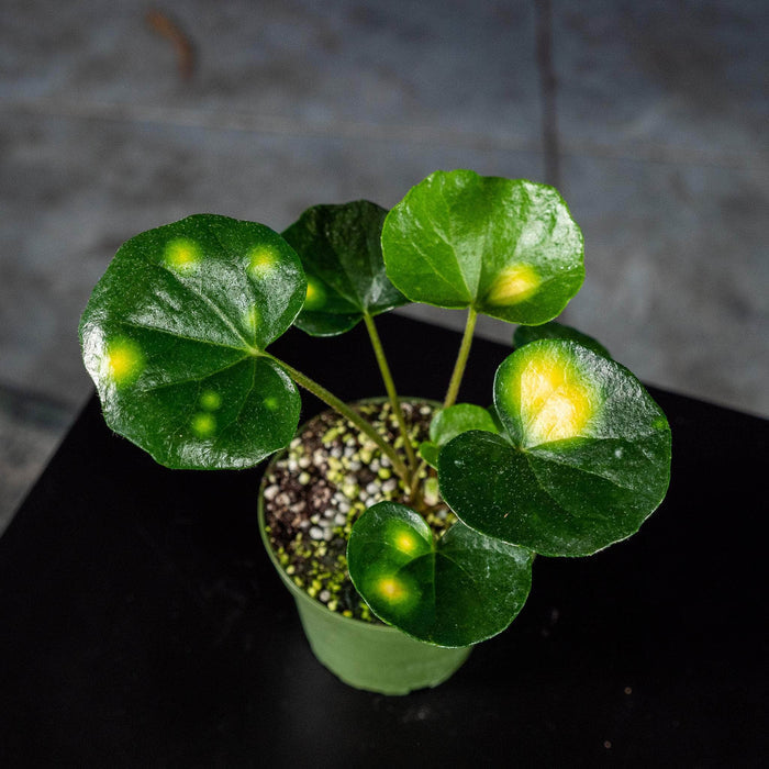 Gabriella Plants Other 4" Farfugium japonicum 'Aureomaculatum' 'Firefly'